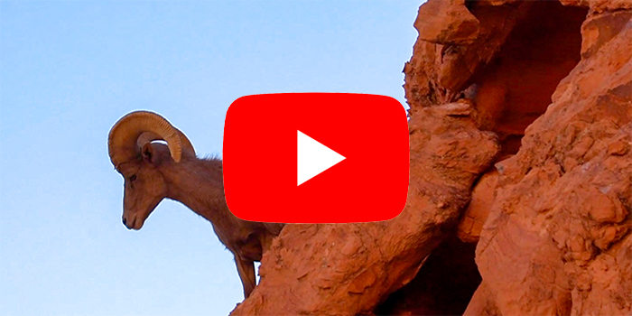 Valley of Fire Bighorn Sheep Video